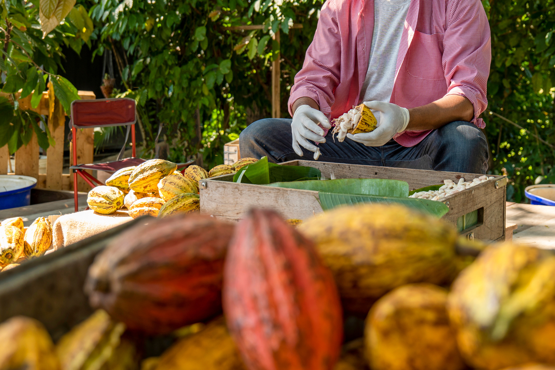 Cacao pods cocoa pods organic chocolate farm Thailand, Cacao Thailand pods, Fresh cocoa pod cut exposing cocoa seeds, with a cocoa plant in Thailand, Macro of Cocoa pods.